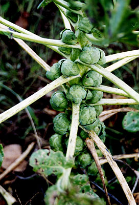 Brussel Sprouts