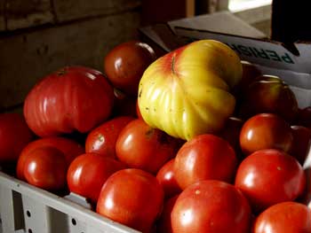 Ripe Tomatoes at Miller's Crossing Farm, Claverack, New York