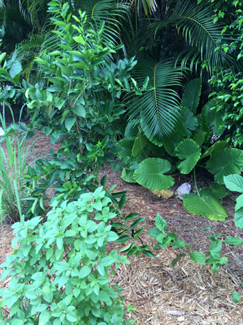 Jane's Perennial Garden, photo by Jane Sherry