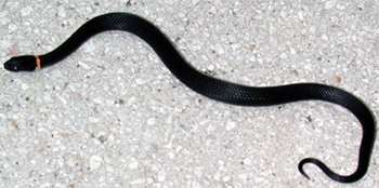 Black Snake, photo by Jane Sherry