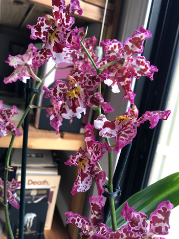 Speckled Orchid Boca